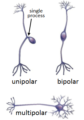 <p>By # of processes that extend outwards</p><ul><li><p>unipolar - 1 process</p></li><li><p>bipolar - 2</p></li><li><p>multipolar - many</p></li></ul><p></p><p>By function</p><ul><li><p>Afferent (sensory) carry impulses toward CNS</p></li><li><p>Efferent (motor) carry impulses away from CNS</p></li><li><p>Interneurons connect afferent &amp; efferent neurons (part of CNS)</p></li></ul><p></p>