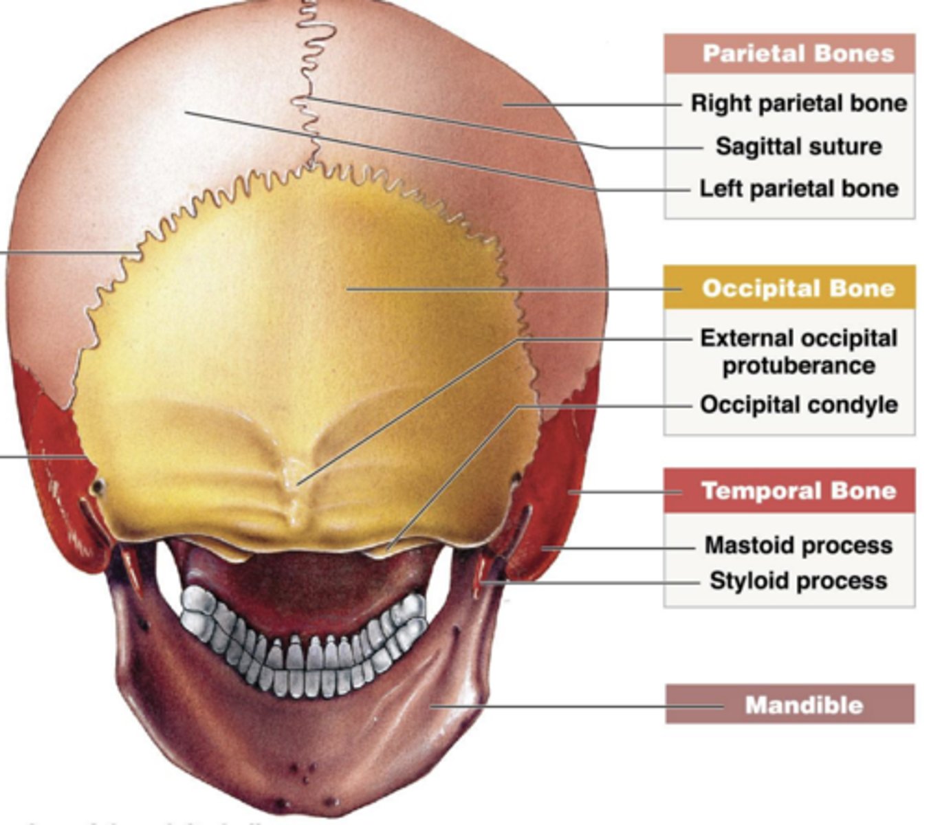 <p>dense fibrous connective tissue</p>