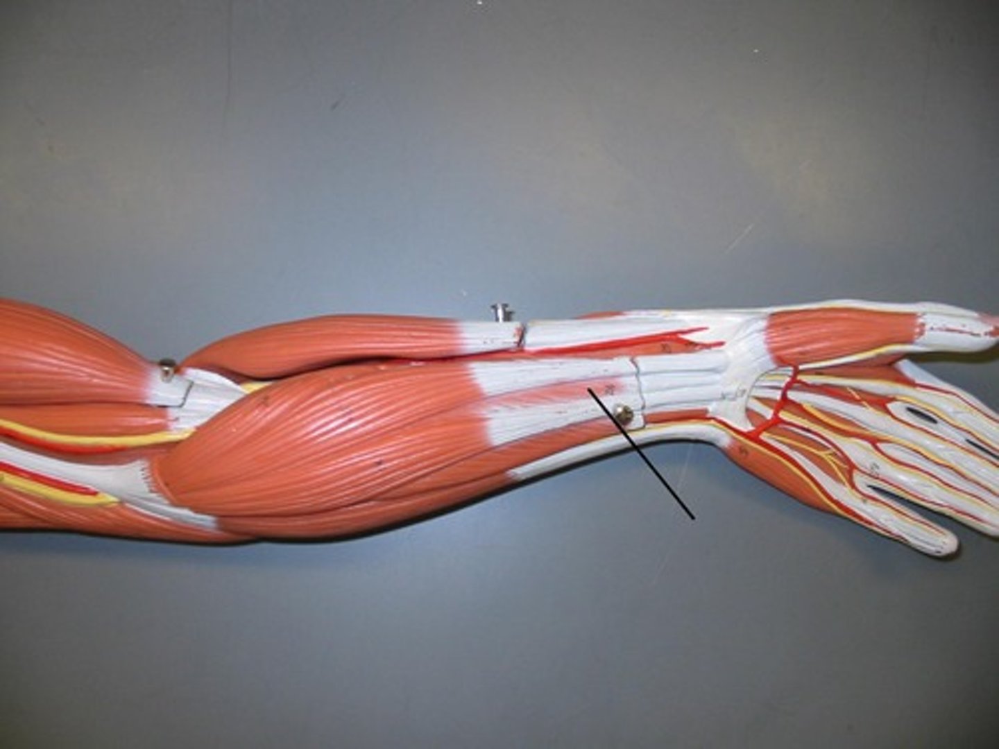 <p>Flexes fingers and hand</p>