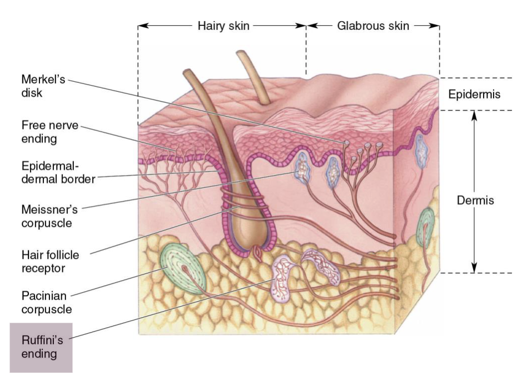 <p>Large receptors in the dermis layer</p><p>Detect stretch and deformation</p><ul><li><p>Large receptive field</p></li><li><p><strong><u>Slow</u></strong> adapting</p><ul><li><p>React to sustained deformations</p></li><li><p><strong>Best at detecting grip/position</strong></p></li></ul></li></ul><p></p>