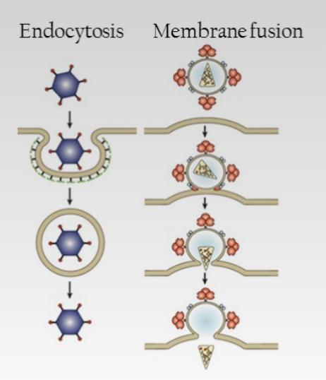 * endocytosis (vesicle surrounds virus)
* membrane fusion 
  * virus passes thru mem → mem lipids surround capsid to fuse envelope