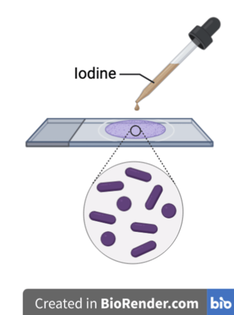 <p>As a mordant, <strong>trapping the Crystal violet in the peptidoglycan wall</strong> by forming a larger complex together with it.</p>