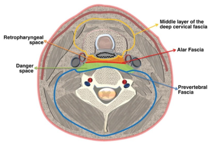<p>middle layer of deep cervical fascia- pretracheal fascia </p>