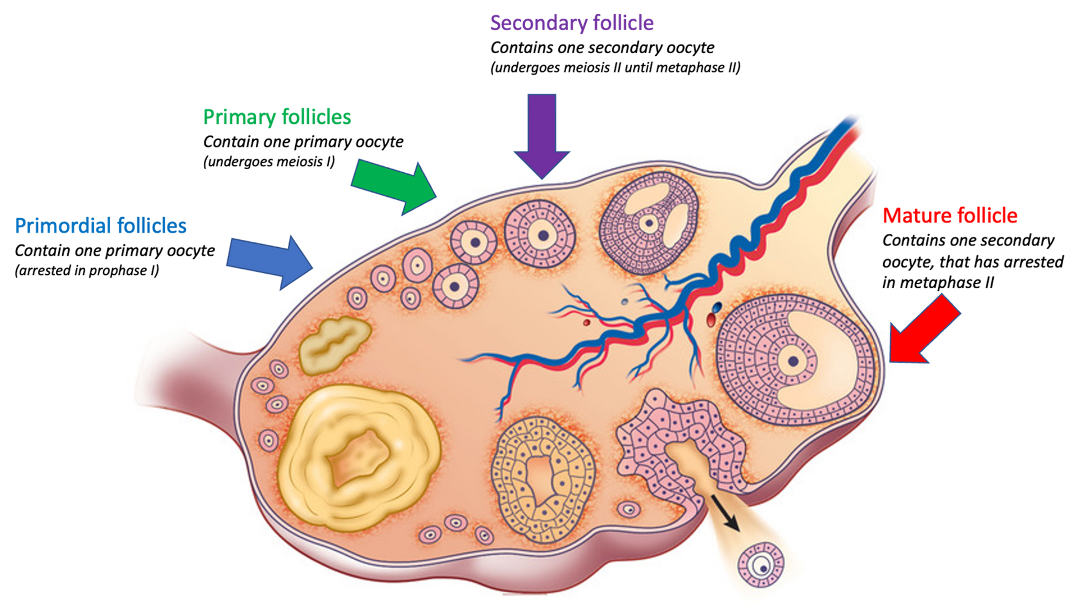 <p><span>•Follicles at different stages of maturation are distinguishes by their size and by their structure:</span></p><p><span>⚬Primary follicles – have a single layer of epithelial cells surrounding a primary oocyte</span></p><p><span>⚬Secondary follicles – have multiple layers of epithelial cells surrounding a secondary oocyte.</span></p><p><span>⚬Mature follicles (previously called a Graafian follicle) have a fluid-filled cavity. Just before ovulation, the secondary oocyte inside the follicle resumes meiosis and stops at metaphase II.</span></p>