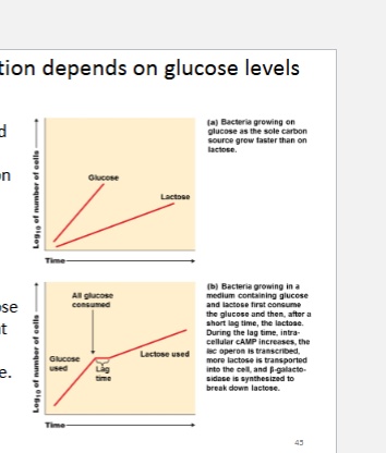 <p>Glycose is the preferred sugar by Bacteria </p><p>Bacteria grows quickly on glucose </p><p>When no glucose is present it is that bacteria will began to consume other sugars like lactose </p>