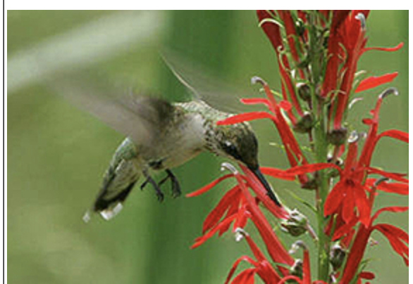 <p>what pollination syndrome is this </p>