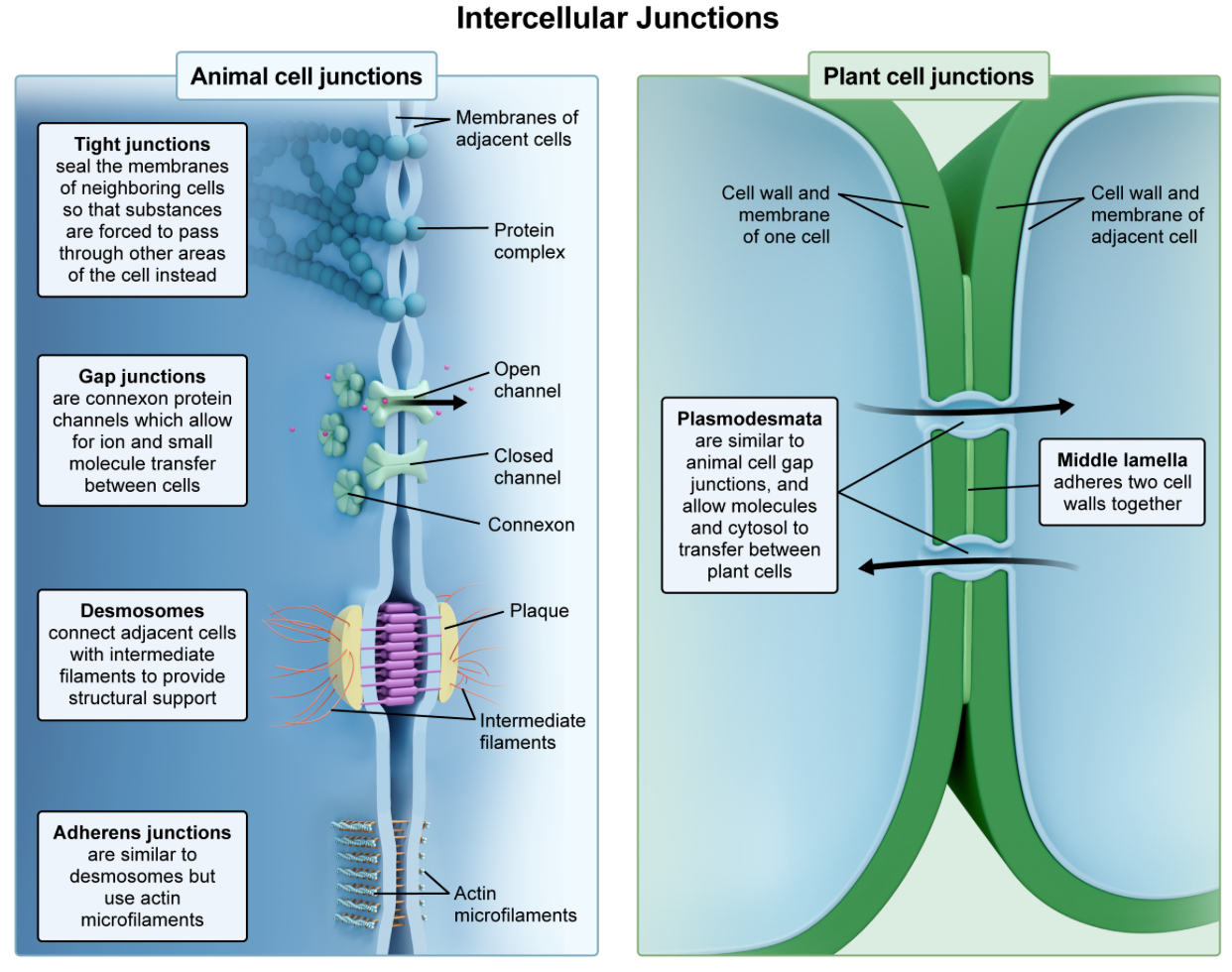 <p><strong>A. desmosomes and gap junctions</strong>…which connect cardiac muscle cells, allowing synchronized contraction and electrical communication. </p>