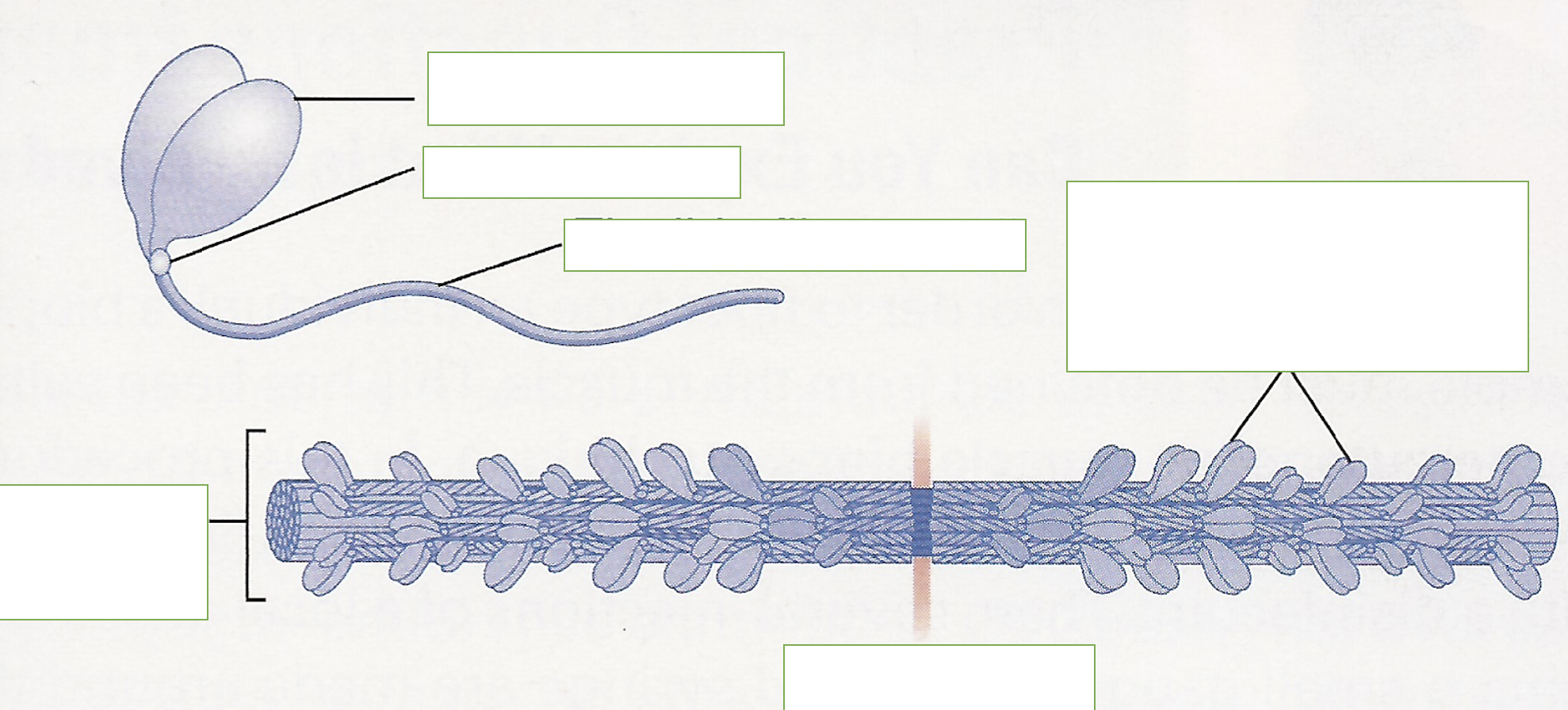 <p>label: globular head, hinged pivot, flexible fibrous tail, thick filament, M one, head groups of myosin molecules form cross bridge</p>