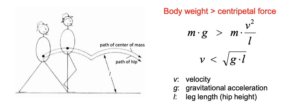 <p>Only feasible whilse body weight&gt; centripetal force</p><p>mg&gt; m v²/l</p><p>Around 3m/s</p>