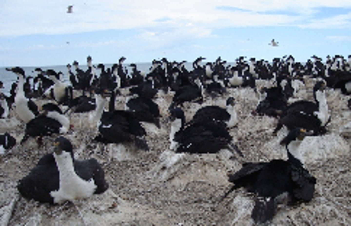 <p>Living components that influence an ecosystem</p>