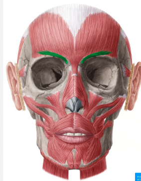 <p>Corrugator Supercilii </p>