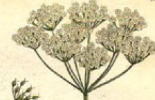 Which herbaceous dicot family has hollow stems, dissected leaves, and umbel flowers? e.g. Queen anne’s lace, celery