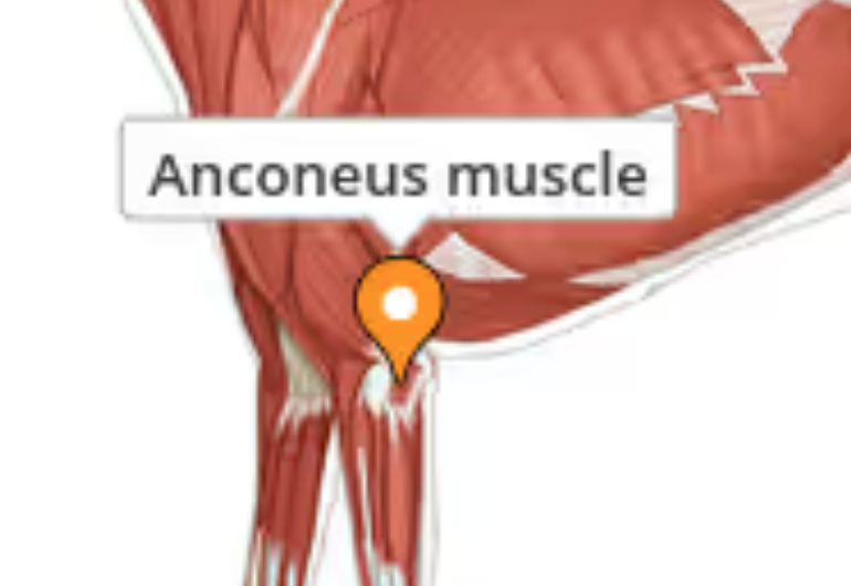 <p>Extends the elbow and tenses the antebrachial fascia. Origin : lateral epicondylar crest, the lateral epicondyle and the olecranon fossa. </p>