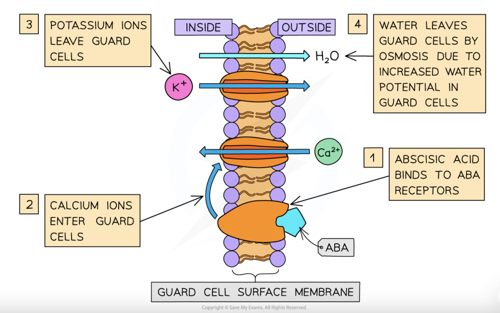<p>the <strong>proton pumps get inhibited to stop active H<sup>+</sup> ion transport out of these cells</strong> while <strong>calcium ions also move into the cytoplasm to act as second messengers</strong></p>