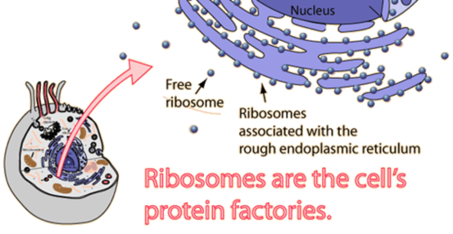 <p>protein synthesis; can be free or bound to ER; uses RNA to assemble protein.</p>