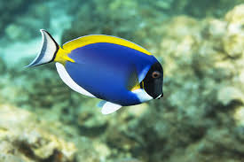 <p>Acanthuridae</p>