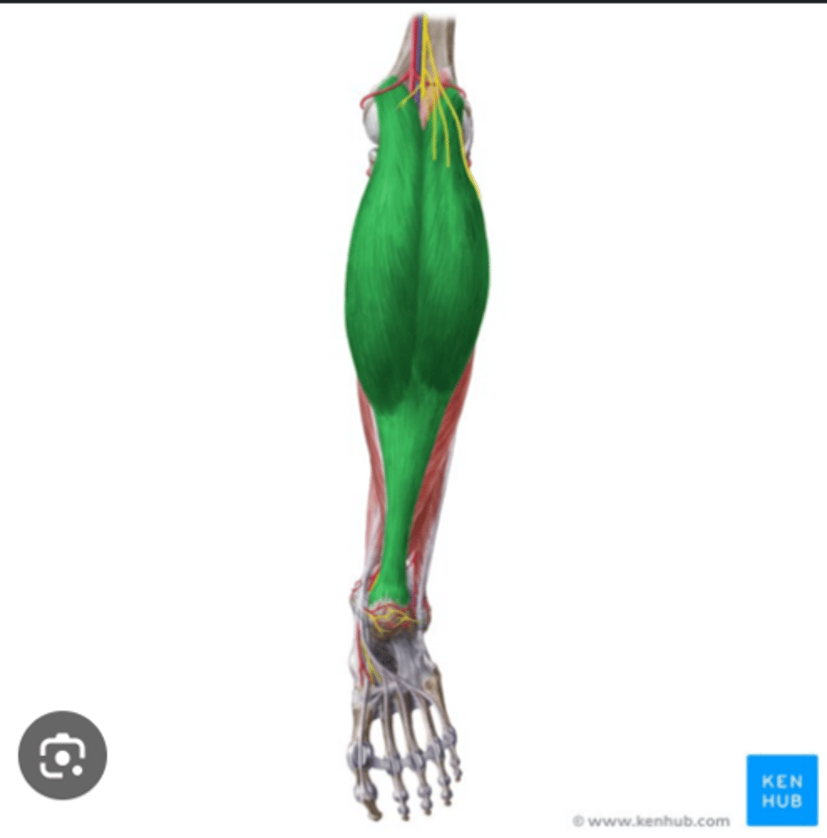 <p>what is the highlighted muscle in the picture?</p>