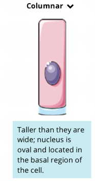 Stratified Cell Shape