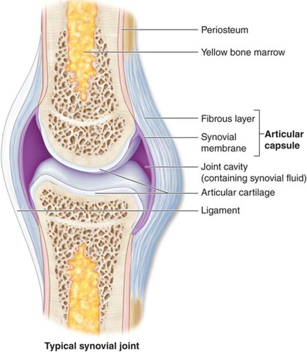 <p>1. articular capsule which is CT, the most superficial side</p><p>2. synovial membrane just deep to articular capsule, secreting synovial fluid that fills the joint cavity</p><p>3. joint cavity that has synovial fluid</p><p>4. articular cartilage which has poor blood supply so bad if damaged</p><p>5. ligaments (intrinsic and extrinsic)</p><p>6. nerves and blood vessels</p><p>-highly innervated</p><p>-blood vessels do not enter into the joint cavity</p>