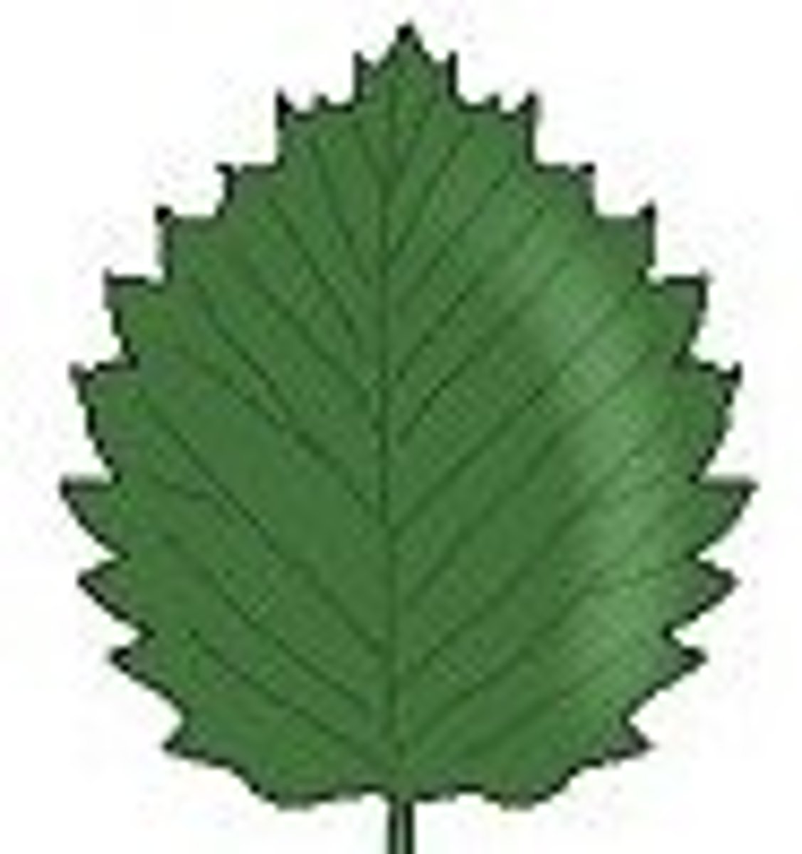 <p>having a toothlike or serrated edge</p>