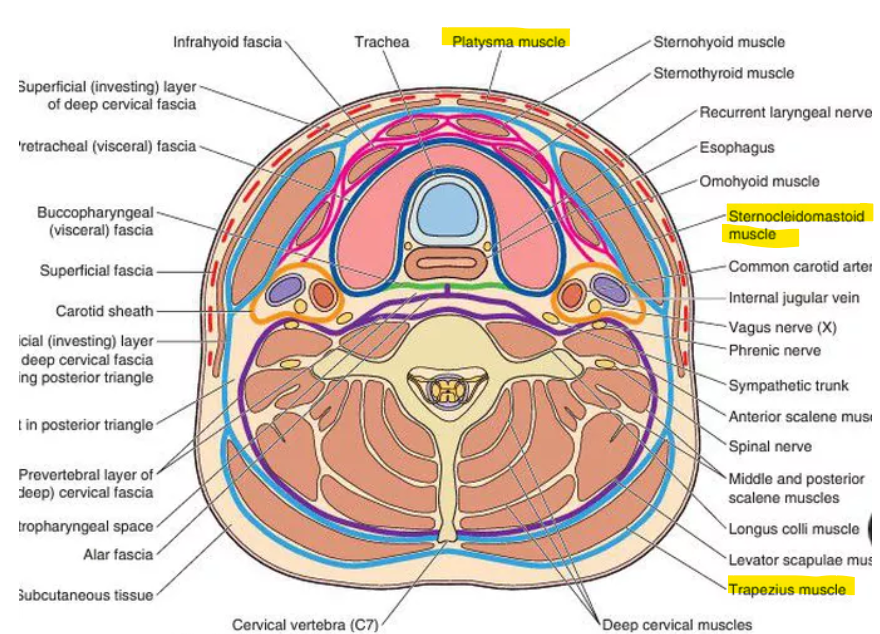 <p>trapezius muscle (posteriorly)</p><p>sternocleidmastoid muscle (laterally)</p><p>submandibular gland</p>