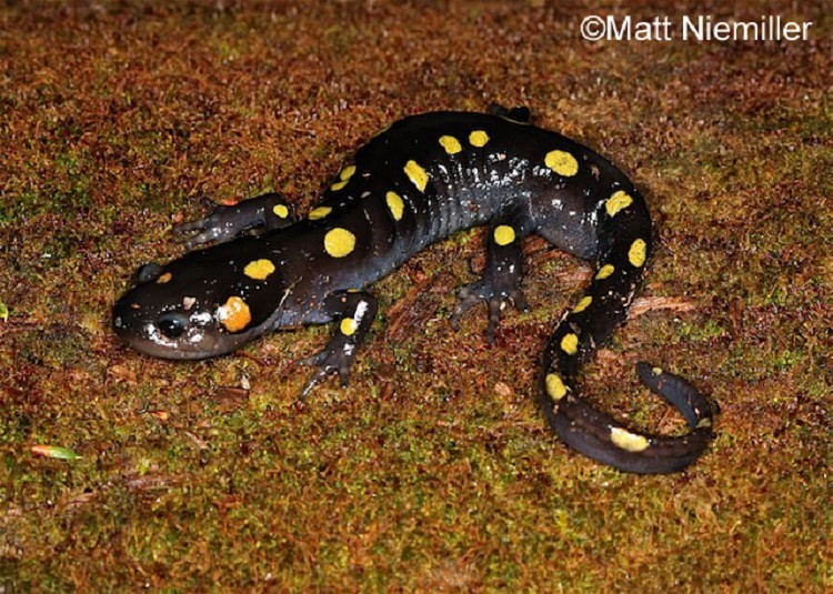 <p><span>This large (as long as 7.75 inches) attractive salamander has a dark purplish-black, steel gray, or black body. There are two irregular rows of bright yellow to yellowish-orange spots starting on the head and extending down the back to the tip of the tail.</span></p>