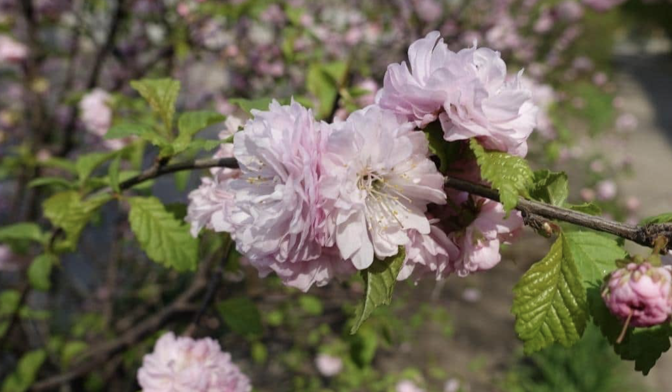Flower 211