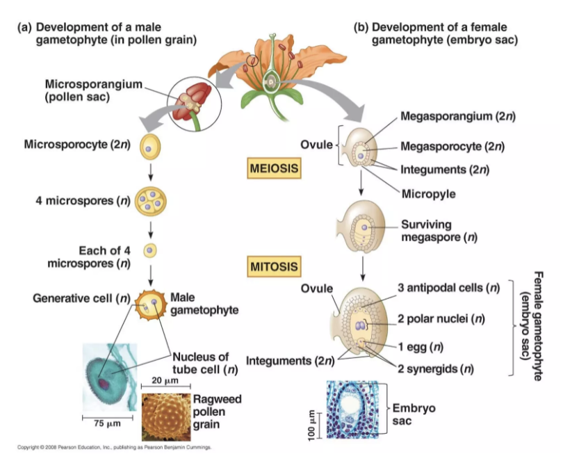 <ul><li><p>sporogenesis occurs via meiosis to produce spores</p></li><li><p>gametogenesis occurs via mitosis to produce gametes</p></li></ul><p></p>