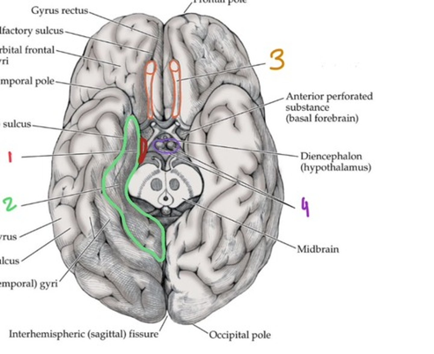 <p>2 - lymbic system: processing olfactory, new memories, emotions</p>