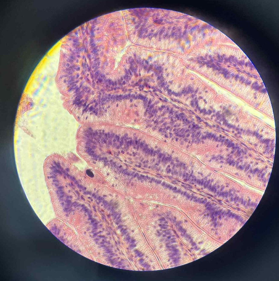 <p>What tissue is this?</p>