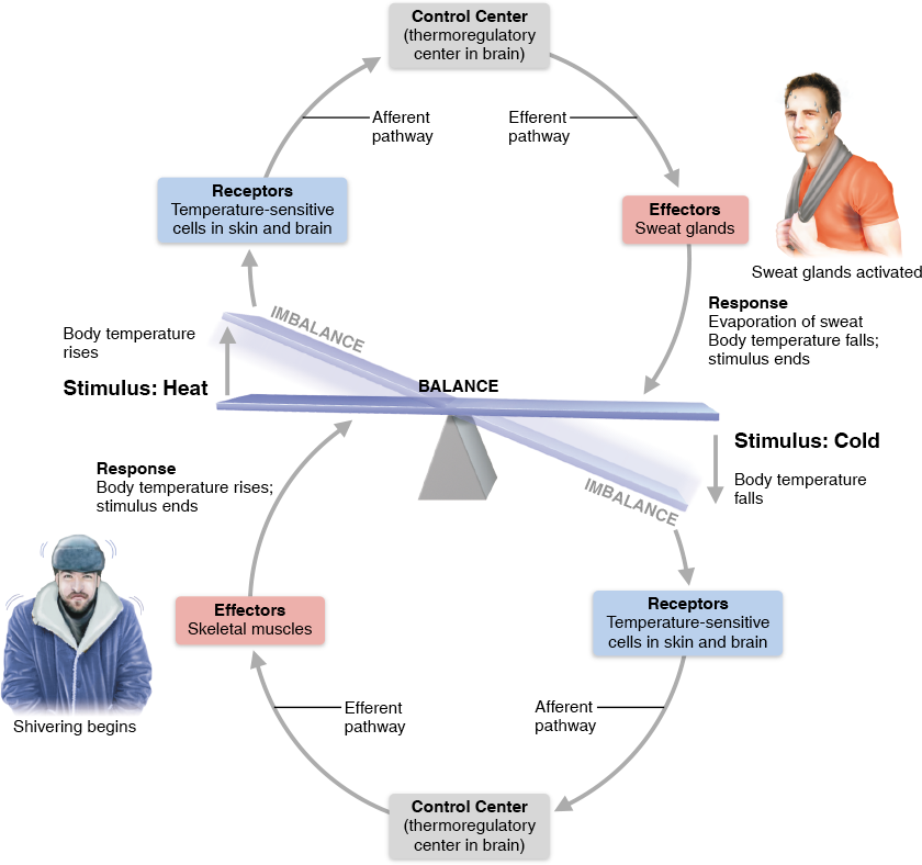 <p>most homeostatic control, output shuts off/reduces go effects of stimulus, of in opposite direction to get ideal value </p><p>ex. heart rate, bp, breathing, O2, CO2, mineral blood levels </p>