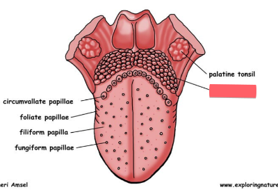 <ul><li><p>lymphoid tissue on posterior portion of tongue</p></li></ul><p></p>