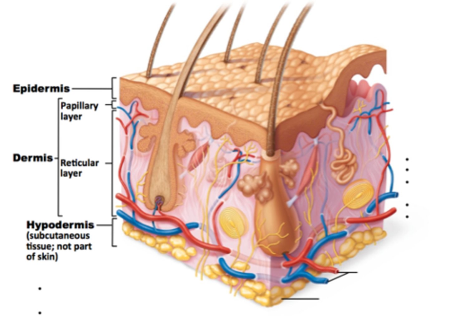 <p>Outer: loose areolar connective tissue (thin); Inner: dense irregular connective tissue (thick)</p>