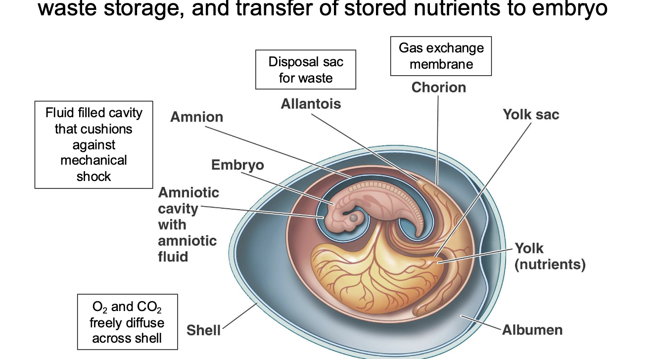 <p>function in gas exhange, waster, storage, and transfer of nutrients to embryo</p>