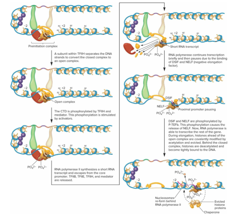 <ul><li><p>DNA strands must be separated into open complex so that one can act as template for RNA synthesis</p></li><li><p>TFIIH has subunit that functions as DNA translocase, separating DNA strands to convert closed complex to open complex</p></li></ul><p></p>