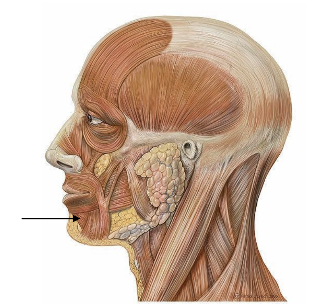<p>Muscle that assists in downward motion of the lower lip</p>