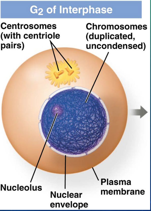 <p>centrioles duplicate and begin moving to opposite poles of the cell</p>