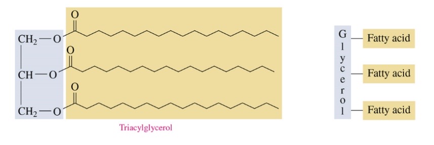 triaclyglycerols are ester of fatty acids and glycerol 