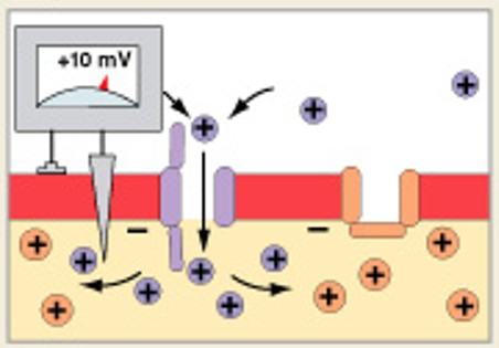 <p>Which step of generation is:</p><ul><li><p>Activation of Na<sup>+</sup> channels</p></li><li><p>Rapid depolarization</p></li><li><p>Na<sup>+</sup>&nbsp;ions rush into cytoplasm</p></li><li><p>Inner membrane changes from negative to positive</p></li></ul><p></p>