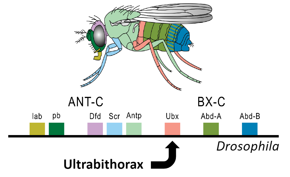 <p>a mutant fruit fly phenotype with a double thorax, caused by a mutation in the <em>Ubx </em>gene that transforms the third thoracic segment into a duplicate of the second thoracic segment.</p>