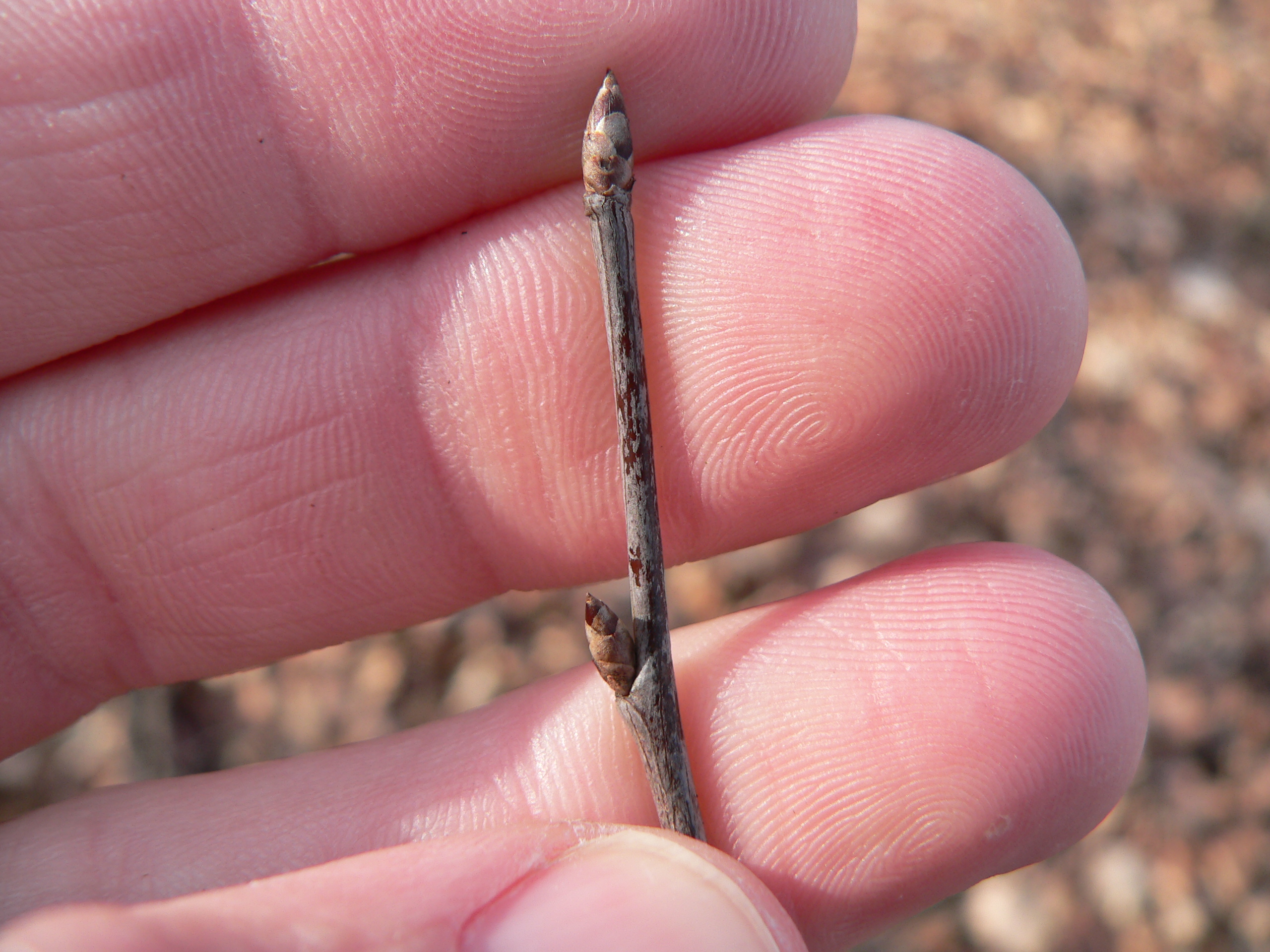 <p>small 1/3” imbricate brownish black and tan scales; slender but stouter than black cherry twig; light brown to gray twig</p>