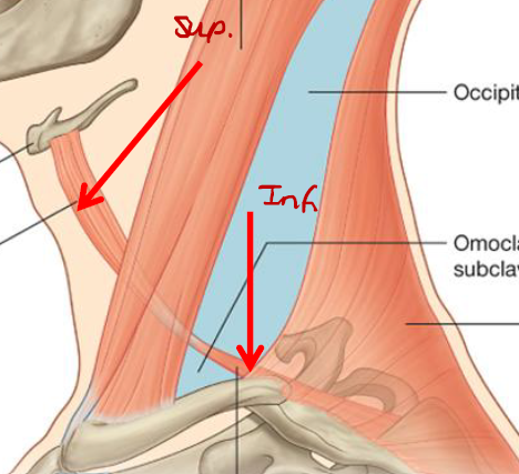 <p>Omohyoid (2 bellies)(Infrahyoid)</p><p><strong>Origin -</strong> Superior border of scapula</p><p><strong>Insertion -</strong> Lower border of body of hyoid bone</p><p><strong>Fxn -</strong> Depressing hyoid bone during vocalization and end of swallowing / Fixes hyoid bone</p><p><strong>N -</strong> Ant rami of C1-C3</p>