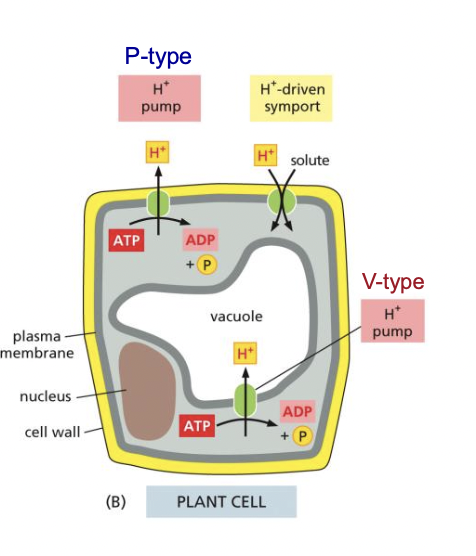 * generates H+ electrochemical gradient 
  * used for H+ driven symport/antiport
* membrane potential 