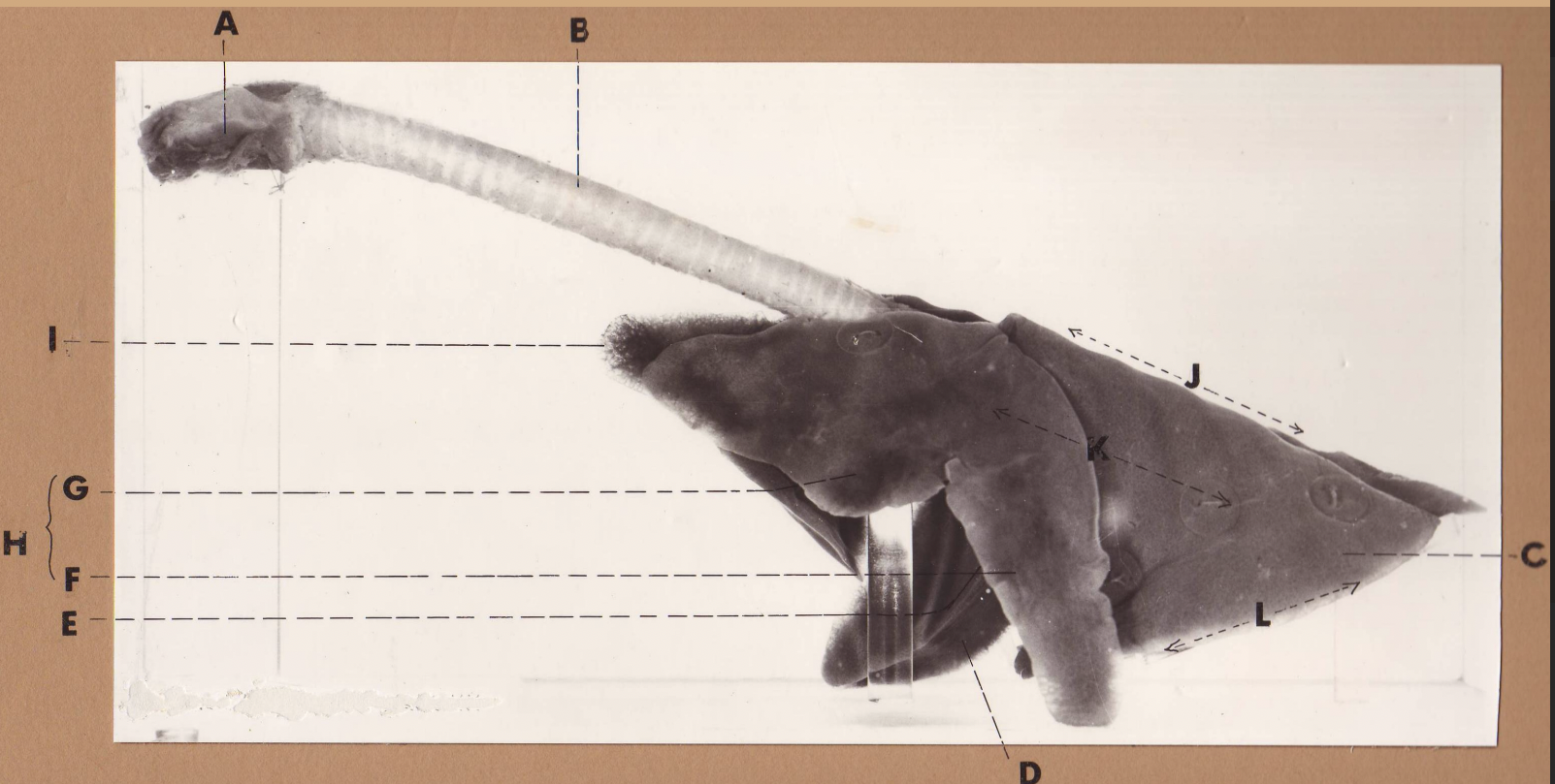 <p>H</p><p>(cat larynx/trachea/lungs, L lateral)</p>