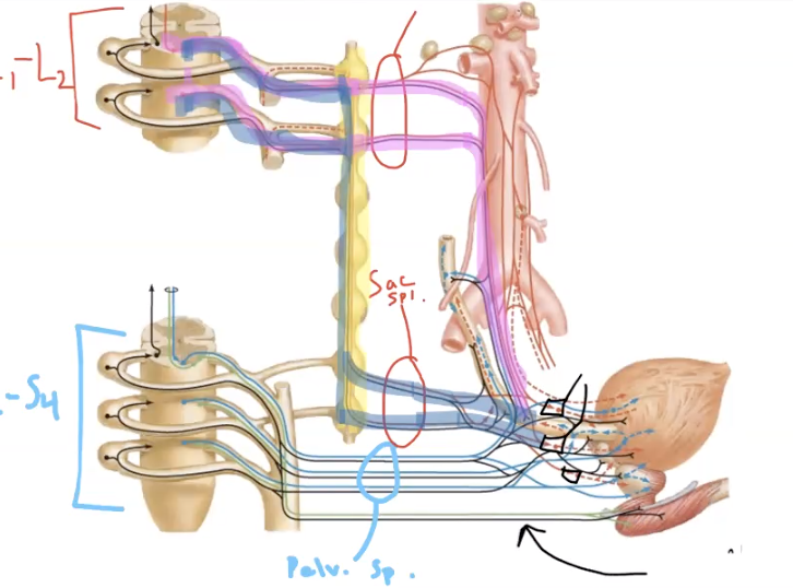 <p>what is indicated by the black arrow?</p>