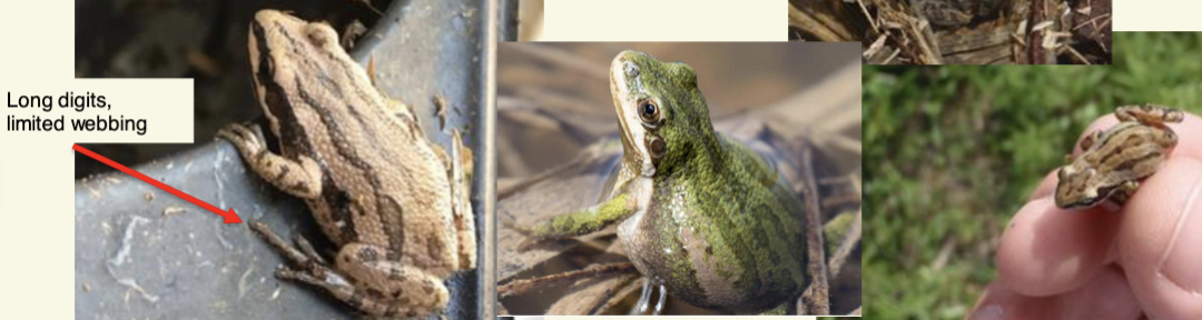 <p>Pseudarcris maculata - Boreal Chorus Frog</p>