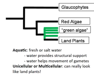 <p>form a polytomy and is sister to land plants</p><ul><li><p>can be uni or multicellular</p></li></ul><p></p>