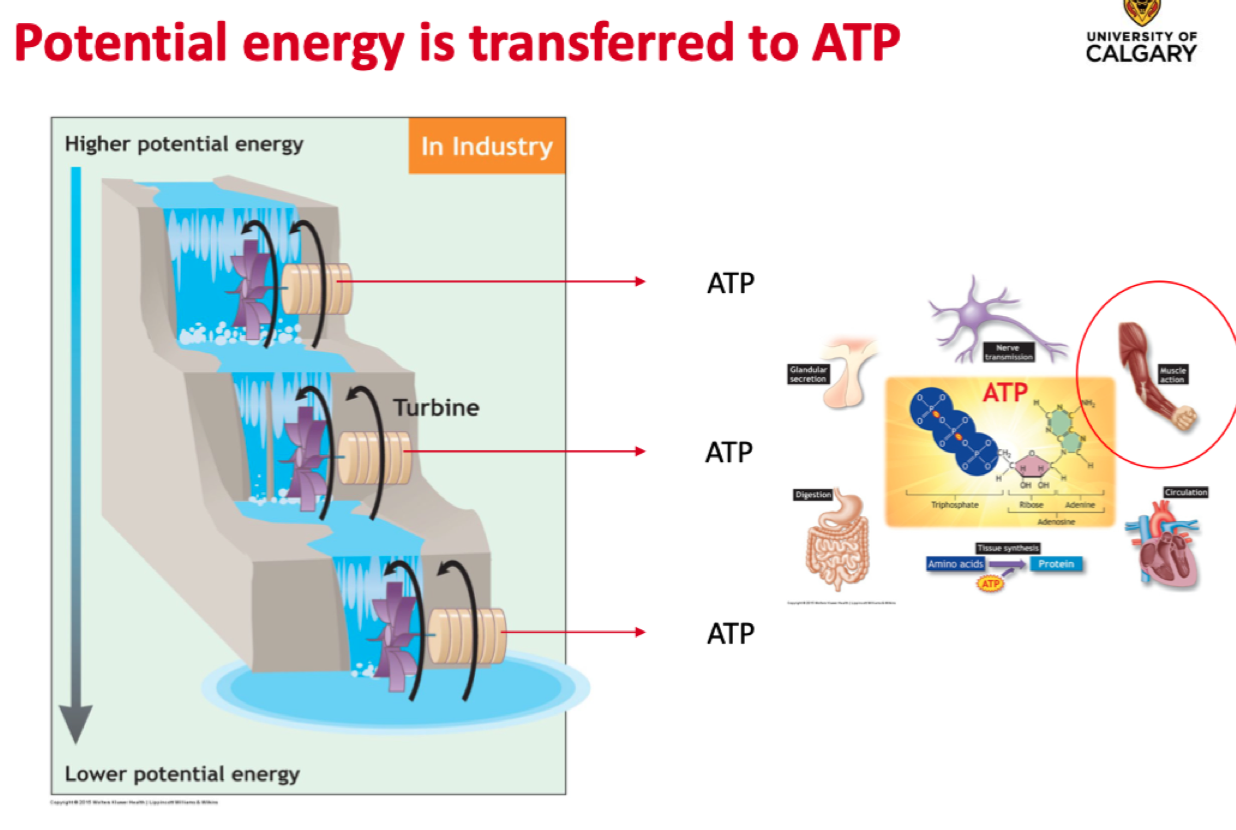 <ul><li><p>Energy is transferred using chemical compounds</p><p></p></li><li><p>Food energy is released in small quantities through <strong>stepwise metabolic reactions</strong></p><p></p></li><li><p>Energy released by a reaction is transferred to chemical structures of another molecule (not in a form of heat)</p></li></ul><p></p><ul><li><p>The food has a very high Ep, as it gets broken down ATP is produced &amp; Ep decreases (think of burger)</p></li></ul>
