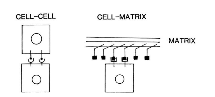 <ul><li><p>cell-cell interactions</p></li></ul><p>or</p><ul><li><p>cell-matrix interactions</p></li></ul><p></p>