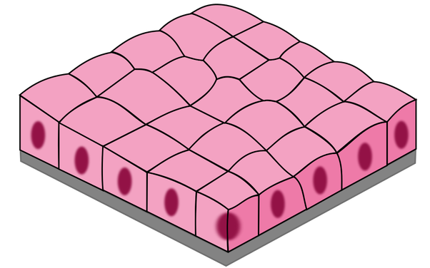 <p>cuboidal</p>